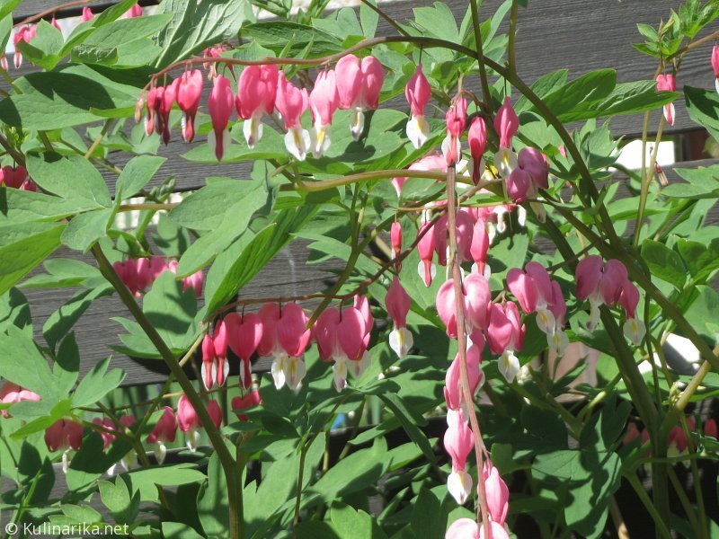 FUŽINSKI UTRINKI - 2015