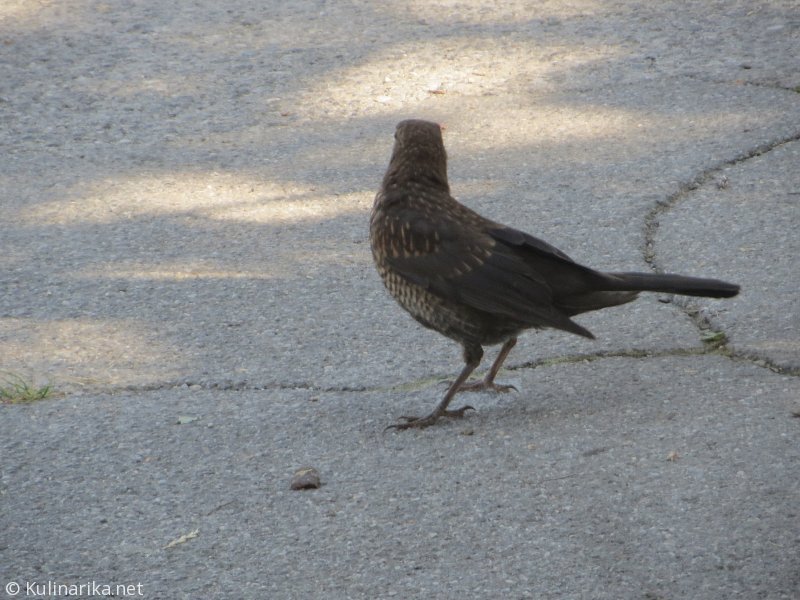 Fužinski utrinki - 2016
