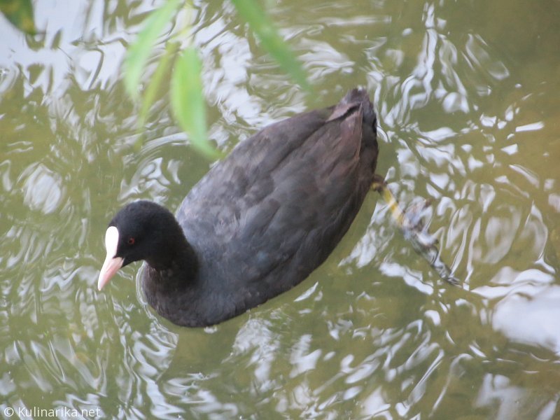 FUŽINSKI UTRINKI - 2015