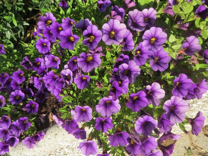 Fužinski utrinki - 2016