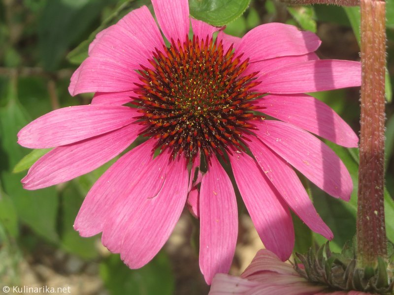 Fužinski utrinki - 2016