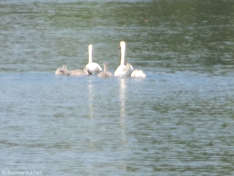 FUŽINSKI UTRINKI - 2015