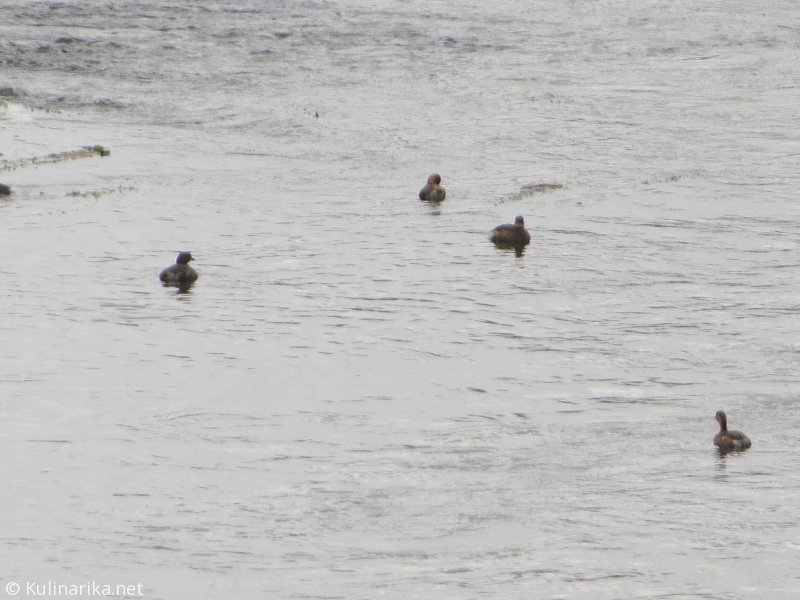 FUŽINSKI UTRINKI - 2015