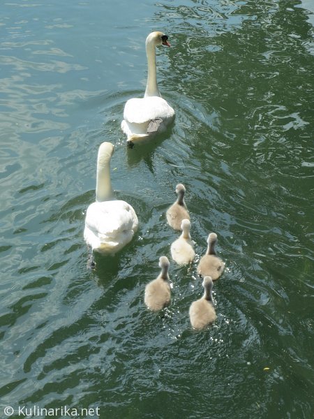 FUŽINSKI UTRINKI - 2015