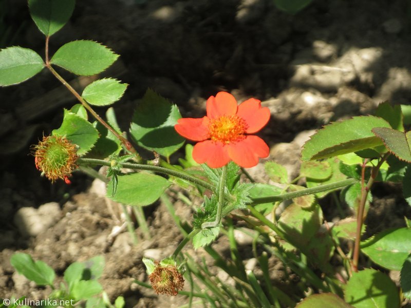 FUŽINSKI UTRINKI - 2015