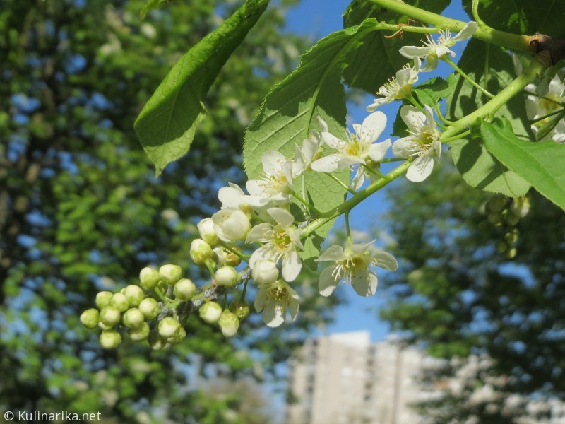 FUŽINSKI UTRINKI - 2015