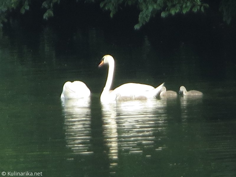 FUŽINSKI UTRINKI - 2015