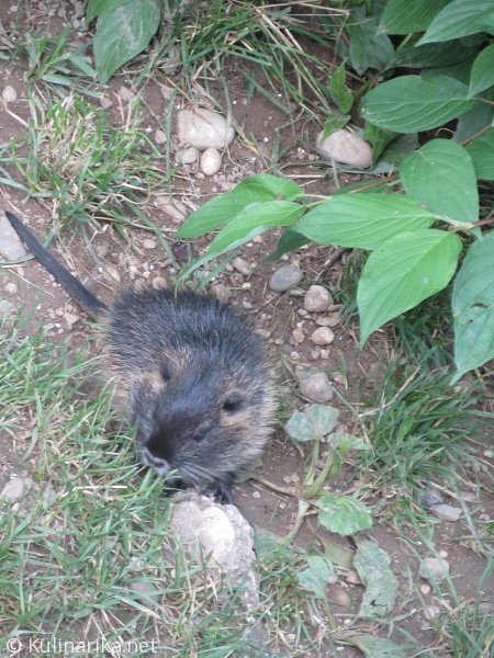 Fužinski utrinki - 2016