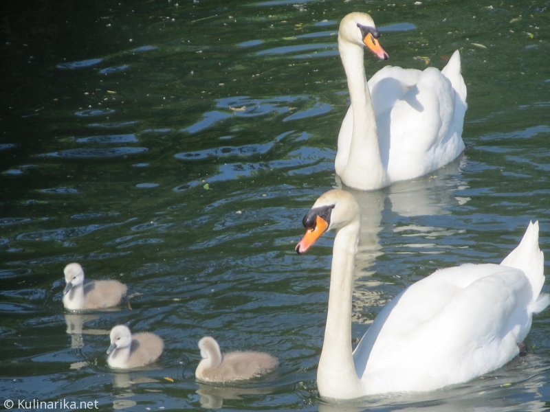 Fužinski utrinki - 2016
