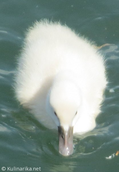 FUŽINSKI UTRINKI - 2015