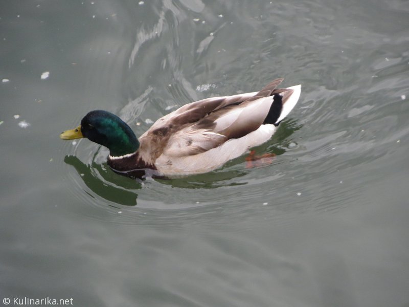 Fužinski utrinki - 2016