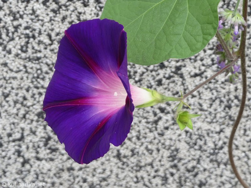 FUŽINSKI UTRINKI - 2015