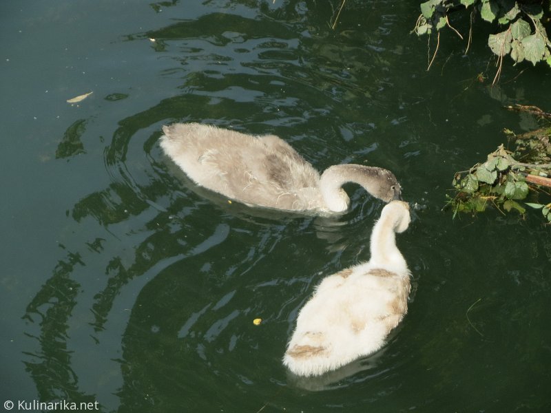 FUŽINSKI UTRINKI - 2015