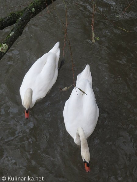 Fužinski utrinki - 2016