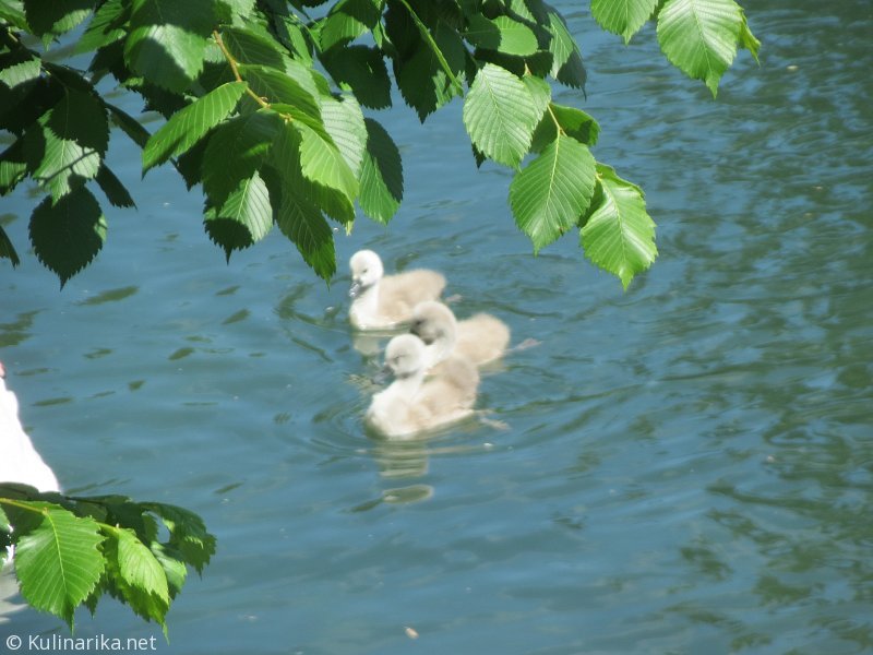 Fužinski utrinki - 2016