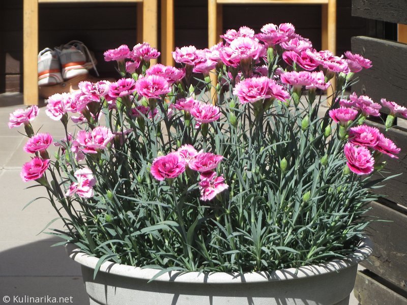 FUŽINSKI UTRINKI - 2015