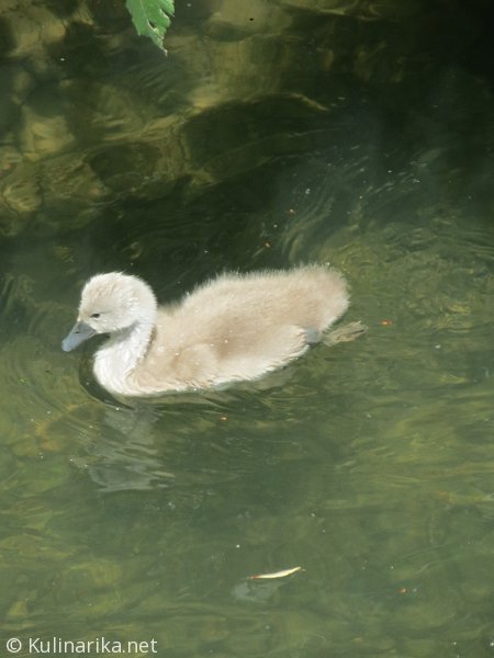 Fužinski utrinki - 2016