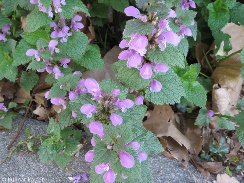 FUŽINSKI UTRINKI - 2015