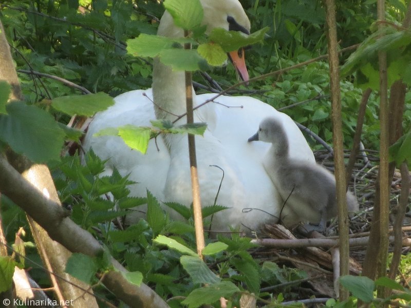 Fužinski utrinki - 2016