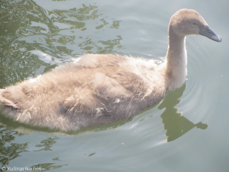 FUŽINSKI UTRINKI - 2015