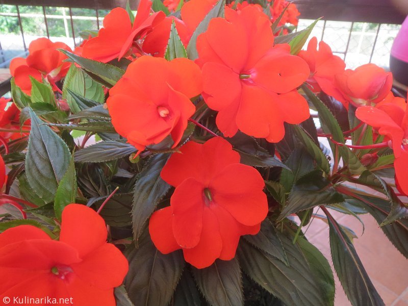 Fužinski utrinki - 2016