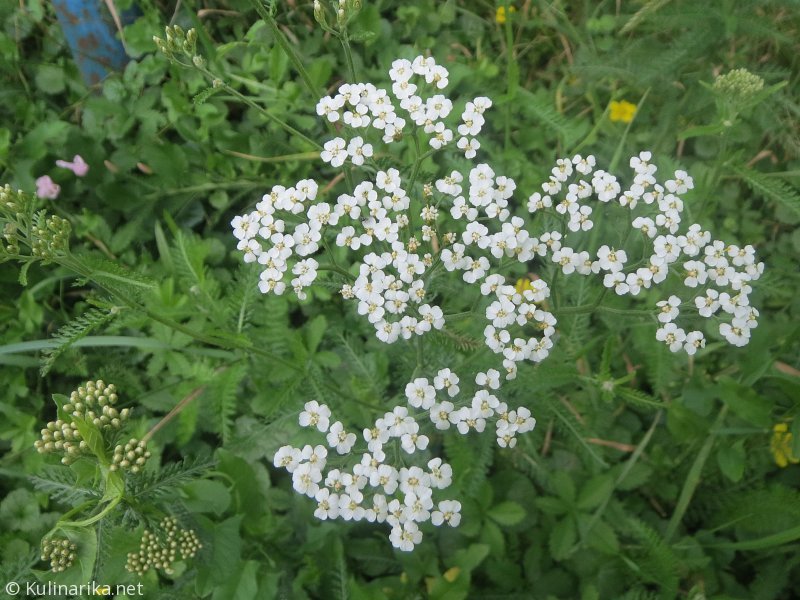 Fužinski utrinki - 2016