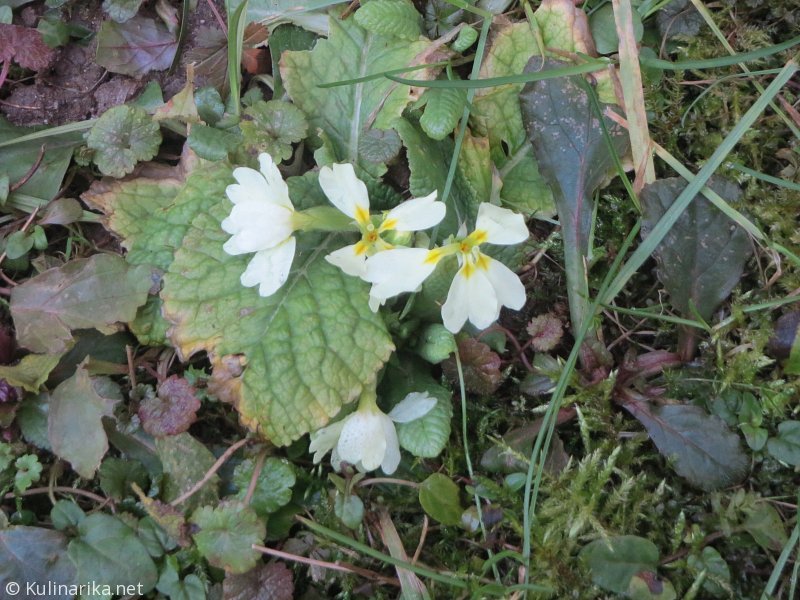 Fužinski utrinki - 2016