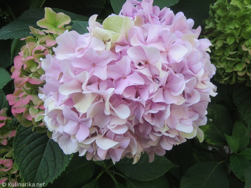 FUŽINSKI UTRINKI - 2015