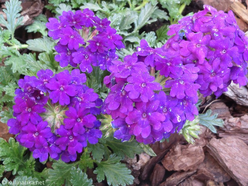 FUŽINSKI UTRINKI - 2015