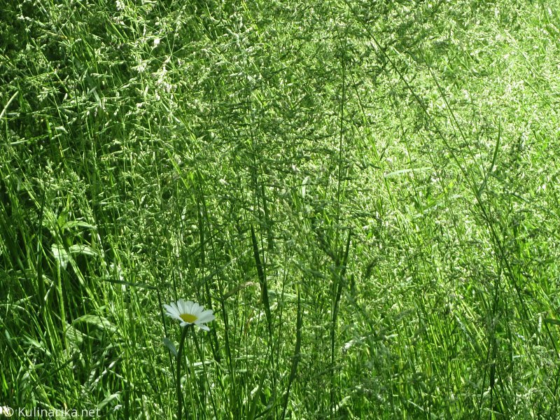 FUŽINSKI UTRINKI - 2015