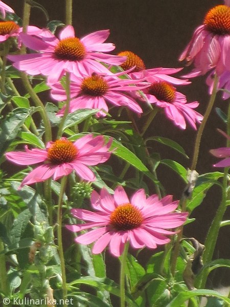 Fužinski utrinki - 2016