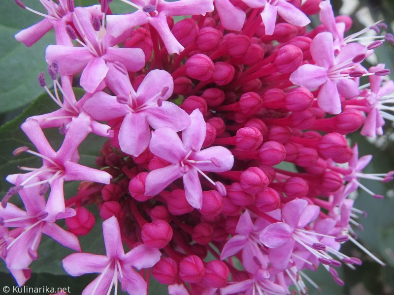 FUŽINSKI UTRINKI - 2015