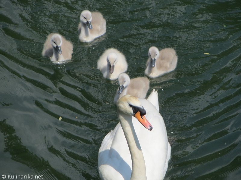 FUŽINSKI UTRINKI - 2015