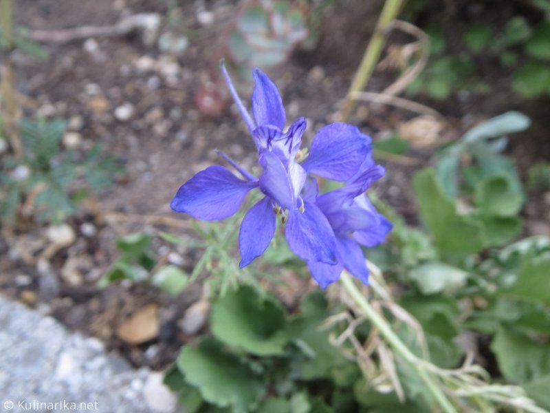 Fužinski utrinki - 2016