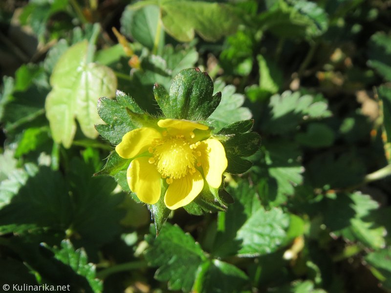 FUŽINSKI UTRINKI - 2015