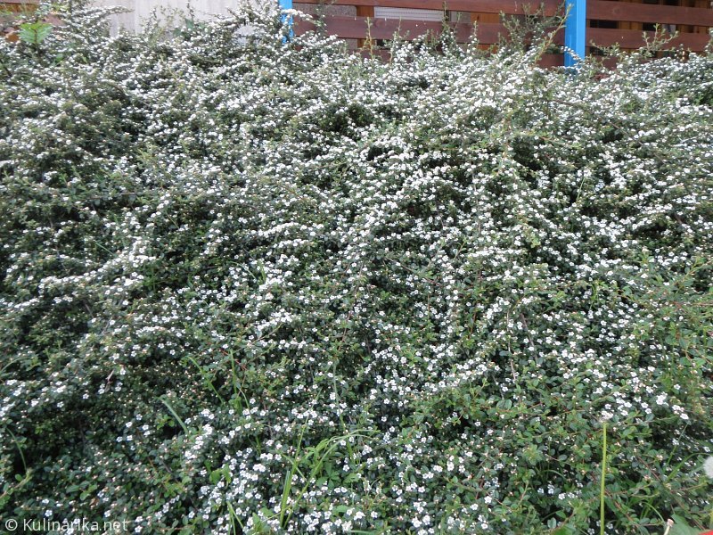 FUŽINSKI UTRINKI - 2015