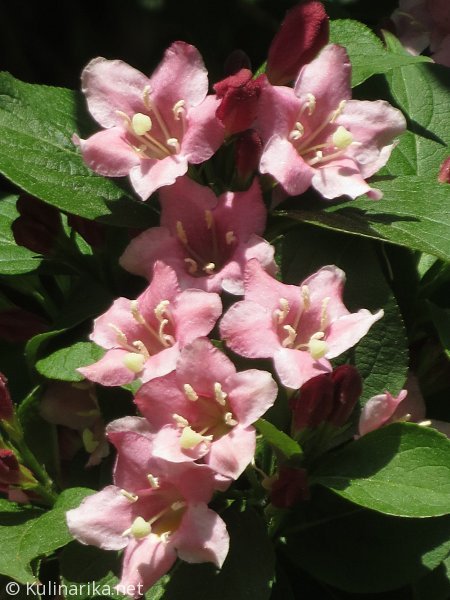 FUŽINSKI UTRINKI - 2015