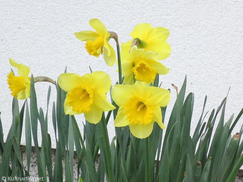 Življenje v Domu je prijetno - 2018