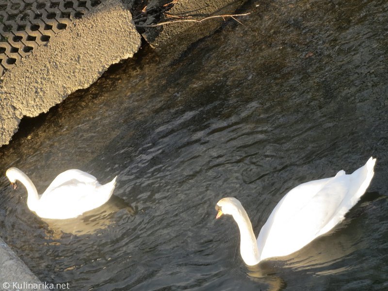 FUŽINSKI UTRINKI - 2015