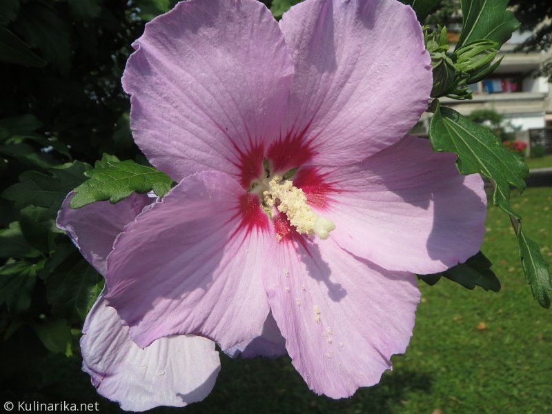 FUŽINSKI UTRINKI - 2015