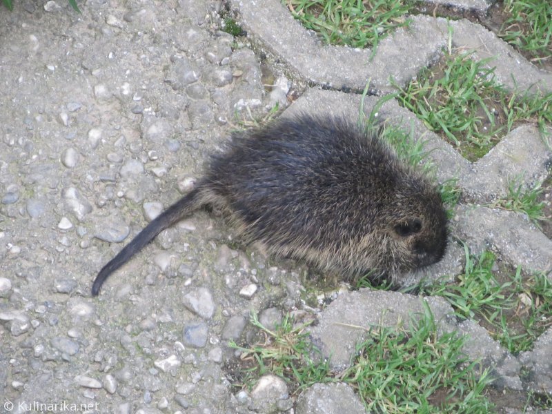 Fužinski utrinki - 2016