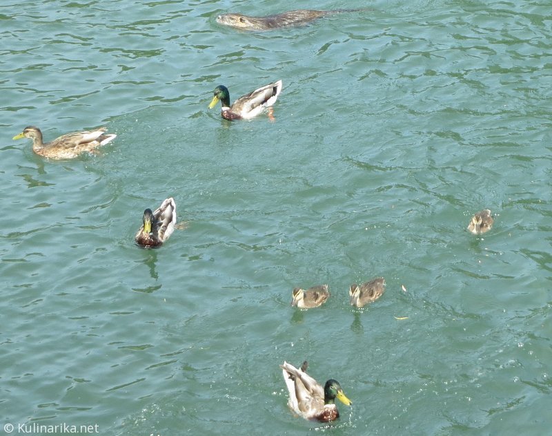 FUŽINSKI UTRINKI - 2015