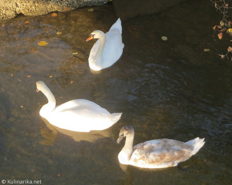 FUŽINSKI UTRINKI - 2015