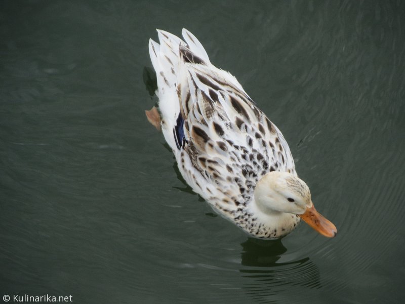 Fužinski utrinki - 2016