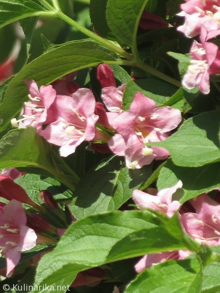 FUŽINSKI UTRINKI - 2015