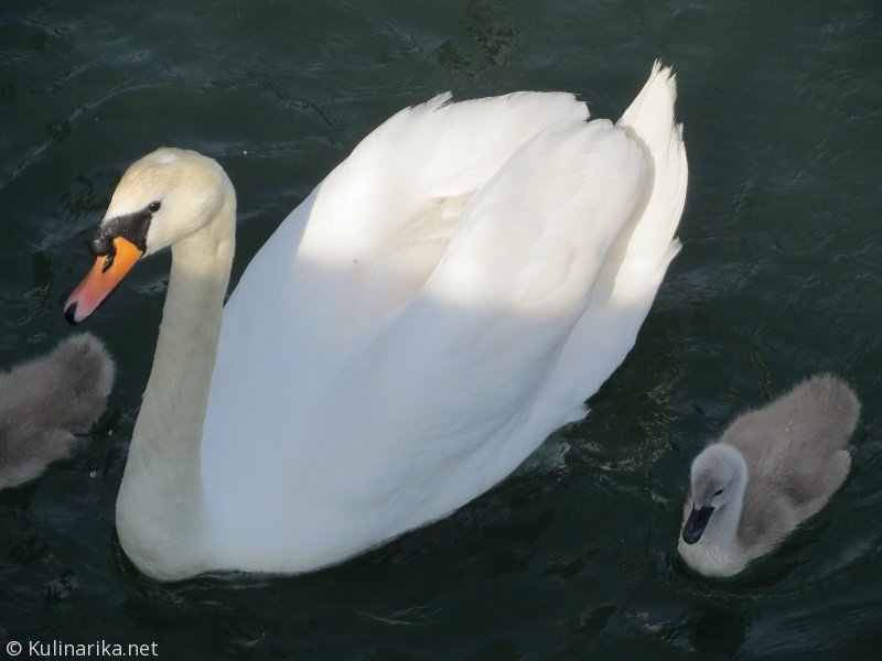 FUŽINSKI UTRINKI - 2015