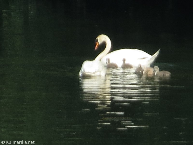 FUŽINSKI UTRINKI - 2015
