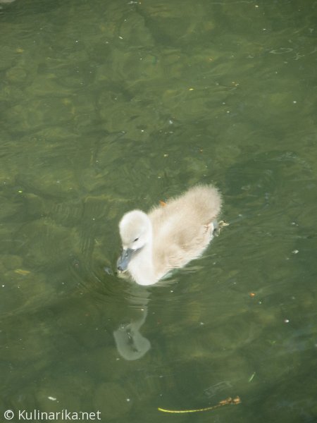 Fužinski utrinki - 2016