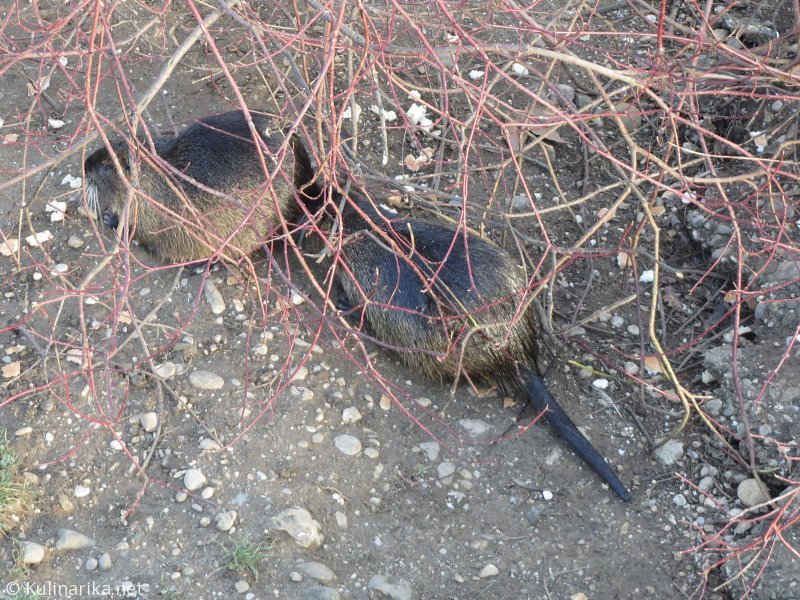 Fužinski utrinki - 2016