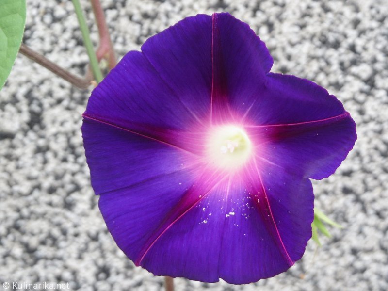 FUŽINSKI UTRINKI - 2015